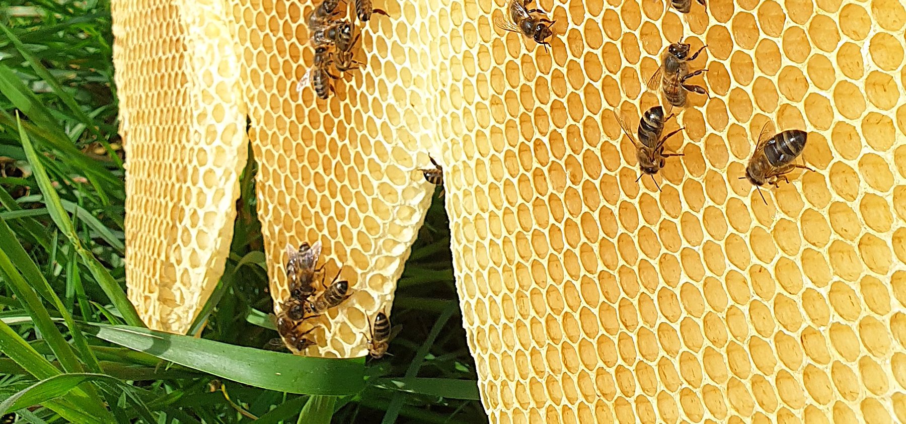 Beehave