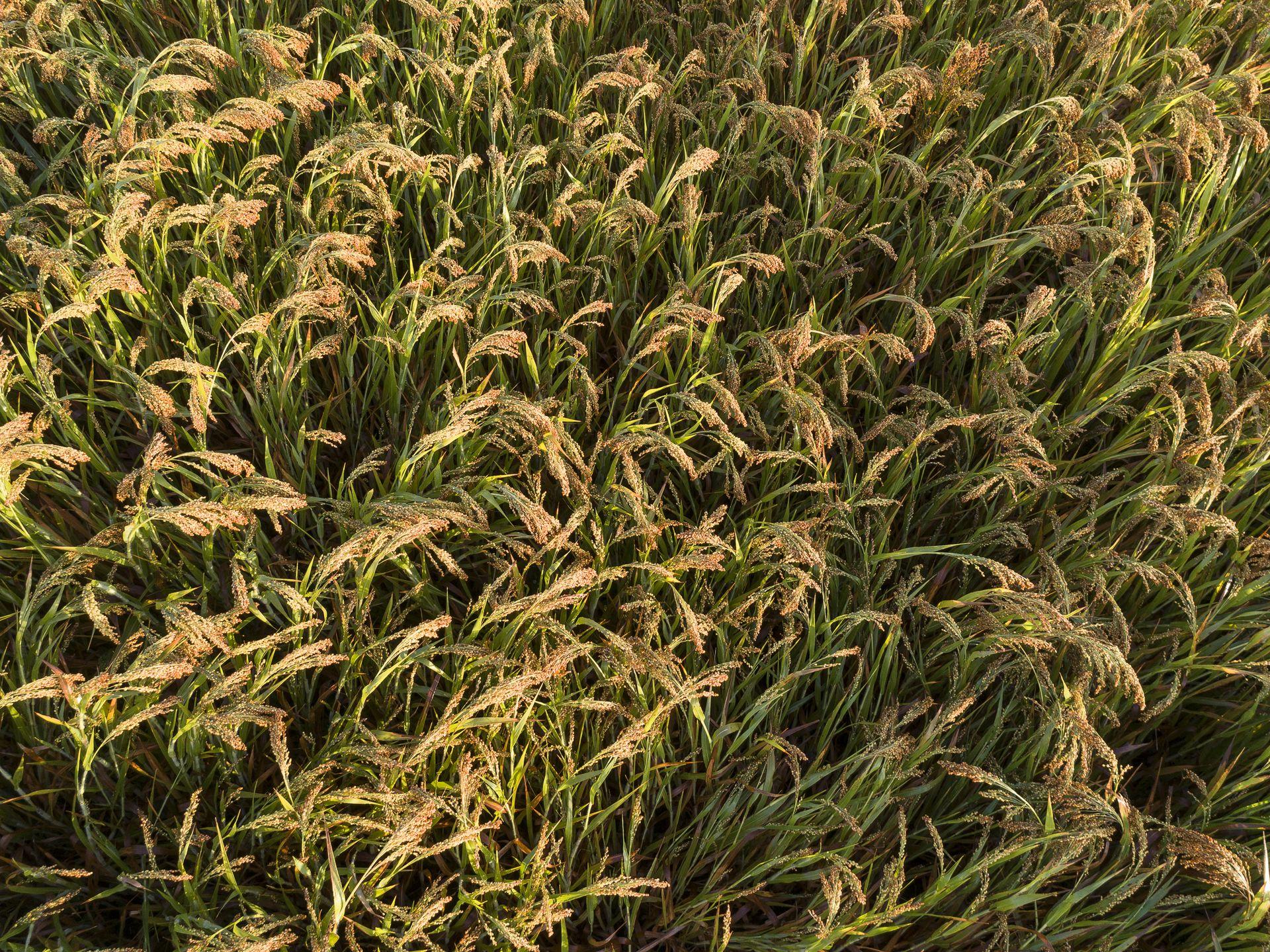Graines de curieux